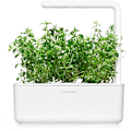 Miniatyrbillede 2 af 3: Click & Grow Smart Garden refill Mountain Savory 3pcs