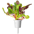 Miniatyrbilde 5 av 5: Click & Grow Smart Refill Rainbow Chard 3pcs