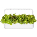 Miniatyrbilde 3 av 4: Click & Grow Smart Refill Red Oakleaf Lettuce 3pcs