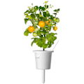 Miniatyrbillede 1 af 4: Click & Grow Smart Garden refill Yellow Mini Tomato 3pcs