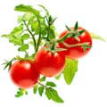 Miniatyrbillede 1 af 4: Click & Grow Smart Garden refill Mini Tomato 3pcs