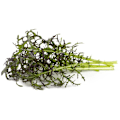 Miniatyrbillede 2 af 4: Click & Grow Smart Garden refill Red Frill Mustard 3pcs