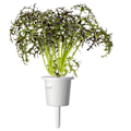 Miniatyrbilde 3 av 4: Click & Grow Smart Garden refill Red Frill Mustard 3pcs