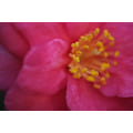 Miniatyrbillede 7 af 8: Fujifilm Fujinon XF 60mm f/2.4 R Macro