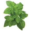 Miniatyrbild 1 av 3: Click & Grow Smart Garden refill Dwarf Basil 3pcs