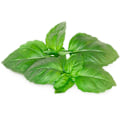 Miniatyrbillede 3 af 3: Click & Grow Smart Garden refill Marseille Basil 3pcs