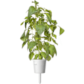 Miniatyrbilde 2 av 3: Click & Grow Smart Garden refill Lime Basil 3pcs