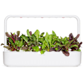 Miniatyrbilde 1 av 5: Click & Grow Smart Refill Rainbow Chard 3pcs