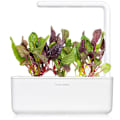 Miniatyrbilde 3 av 5: Click & Grow Smart Refill Rainbow Chard 3pcs
