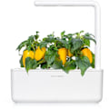 Miniatyrbilde 2 av 3: Click & Grow Smart Garden refill Yellow Sweet Pepper 3pcs
