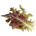 Miniatyrbilde 4 av 4: Click & Grow Smart Refill Red Oakleaf Lettuce 3pcs