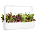Miniatyrbilde 2 av 5: Click & Grow Smart Refill Rainbow Chard 3pcs