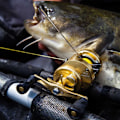 Pikkukuva 8 / 8: Shimano Fishing Syöttökela Calcutta Conquest 201a Keltainen Ratio: 4.8:1
