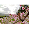Miniatyrbillede 8 af 10: Samyang Mf 2.8/14 Mk2 Sony Sort