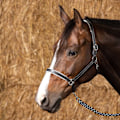 Pikkukuva 2 / 2: Harry´s Horse Elegance Nahkainen Riimu  Cob