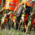Miniatyrbild 7 av 7: Bitrabi Sigurdog Hundjacka  66-70 cm
