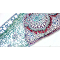 Miniatyrbillede 3 af 5: Bresser Mikro Okularkamera Camara Microocular Sort