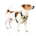 Pikkukuva 5 / 5: Fuzzyard Active Valjaat Go Beige M