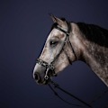 Pikkukuva 2 / 2: Dyon Suitset New English Collection Hackamore  Full
