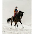 Miniatyrbillede 7 af 8: Horse Pilot Raintech Jakke  M