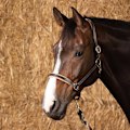 Pikkukuva 2 / 2: Harry´s Horse Elegance Nahkainen Riimu  Cob