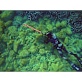 Miniatyrbillede 7 af 10: C4 Carbon Rock Spjutfiskebukser 5 Mm Sort 4