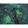 Miniatyrbillede 3 af 8: C4 Spearfishing Jakke Carbon Rock 5 Mm Sort 4
