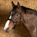 Pikkukuva 3 / 3: Harry´s Horse Anatomic Nahkainen Riimu  Cob