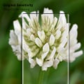 Miniatyrbillede 7 af 7: 1-Pack SAMSUNG NOTE 10 Skærmbeskyttelse - Hærdet Glas 9H - Super kvalitet 3D