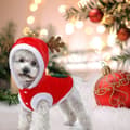 Julkläder för hund, tomtekläder söt ren