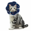 Miniatyrbild 2 av 5: Blå Krage för Katt Anti-Bite Skydd Justerbar Krage