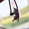Miniatyrbillede 5 af 5: 2 stk. Søde Gren Kat Bil Vedhæng Interiør Bak Spejle Kitte