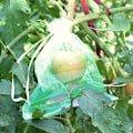 Miniatyrbilde 4 av 5: Druesekk, 50 stk fruktbeskyttelsespose, pustende organza