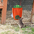 Miniatyrbilde 3 av 5: Little Rabbit Carrot-Rabbit Hay Feeders - Smådyr Hay Feedin