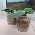 Miniatyrbild 5 av 5: 2 Orkidékrukor med dräneringshål: Transparent Cachepot med dränering
