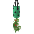 Miniatyrbillede 3 af 5: (3 Gallon 20*35cm (13 Huller) Grøn Sort Plet) 1 Pakke Jordbær