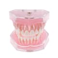 Dental Ortodontisk Typodont Plast Standard Modell 4004 Med 28 Utskiftbare Tenner