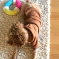 Miniatyrbillede 2 af 5: Vinter Hunde Hoodies med Lommer Varme Hunde Tøj til Små Hunde Chihuahua Frakker Små Hunde Kat Tøj (L, Kaffe) L