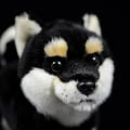 Miniatyrbillede 4 af 5: Sort Shiba Inu Blød Legetøj Julegave