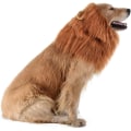 Pikkukuva 3 / 6: Dog Lion Mane - Realistisk och rolig lejonman för hundar - Kompletterande lejonman för hundkostymer