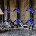 Miniatyrbild 5 av 5: 20 st duvstödsstativ, lättviktsduva sittpinnar Plast Fåglar Roost Holder