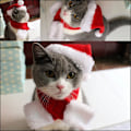 Miniatyrbillede 3 af 6: Hund og Kat Julemandshue + carf W S