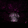 Miniatyrbillede 2 af 5: Superlet Celestial Stjerneprojektor Lampe Fantastiske Lys