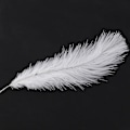 Miniatyrbillede 4 af 5: 50 Stykker Hvide Naturlige Strudsefjer 20-25cm Bryllup DIY