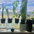 Miniatyrbild 3 av 5: Trädgårdsplastnätkoppsplanterare Hydroponisk 3 tum hål 15 st