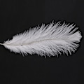 Miniatyrbillede 5 af 5: 50 Stykker Hvide Naturlige Strudsefjer 20-25cm Bryllup DIY