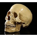 Miniatyrbild 2 av 4: 1:1 Människoskalle Resinmodell Anatomisk Skelett