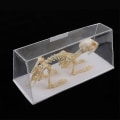 Miniatyrbilde 2 av 5: Kanin-skjelettprøve Dyrebenmodell Utdanningsmessig