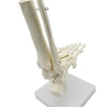 Miniatyrbillede 4 af 5: 1:1 Menneskelig Skelet Fod Anatomi Model Fod Og Ankel Med Anatomisk Model Anatomi Undervisnings Ressource-yuhao