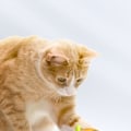 Miniatyrbilde 3 av 5: Interaktivt Katt Leketoy Elektrisk Tease Stick LED Lys